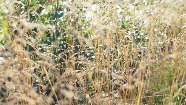 Selective Focus Wild Grass Flower Forest Deschampsia Cespitosa Overgrown Field — Stock Video