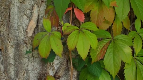 Partenocissus Quinquefolia Nın Güzel Kırmızı Yaprakları Büyük Bir Ağaca Tırmanıyor — Stok video
