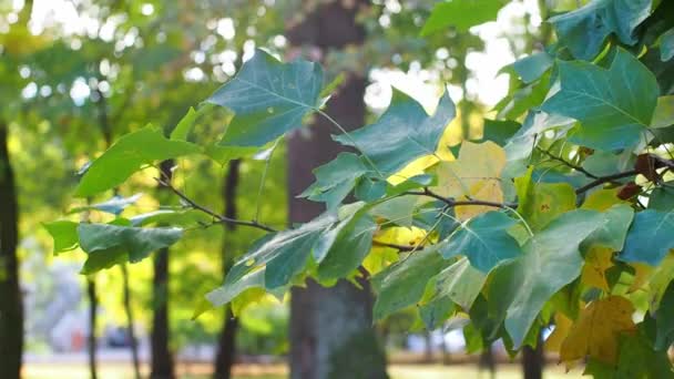 Ветви Тюльпана Зеленые Желтые Листья Качаются Ветру Осенний День Парке — стоковое видео