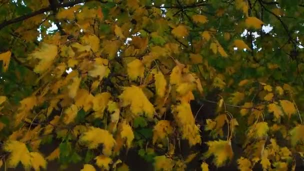 Κλαδιά Του Όμορφου Δέντρου Και Των Κίτρινων Φύλλων Λικνίζονται Στον — Αρχείο Βίντεο