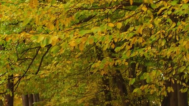 角梁树的枝条和绿色的黄叶在风中摇曳 秋天的一天在公园里 树叶落在树上 在微风中飘扬 秋天树叶的鲜活色彩作为自然背景 — 图库视频影像