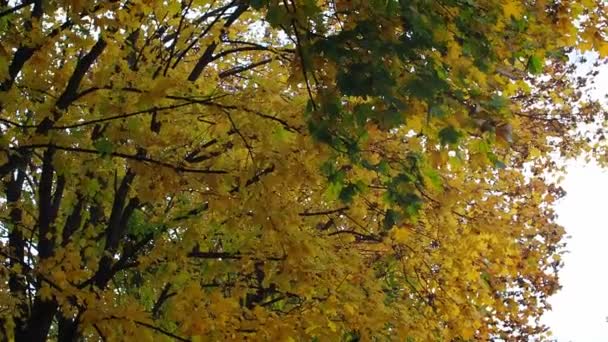 Гілки Красивого Дерева Жовтого Листя Ширяють Вітрі Осінній День Парку — стокове відео