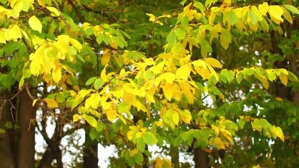 山毛榉的枝条和绿色的黄叶在风中摇曳 秋天的一天在公园里 树叶落在树上 在微风中飘扬 秋天树叶的鲜活色彩作为自然背景 — 图库视频影像