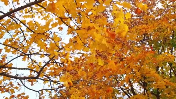 Takken Van Mooie Boom Gele Bladeren Zwaaien Wind Herfstdag Het — Stockvideo