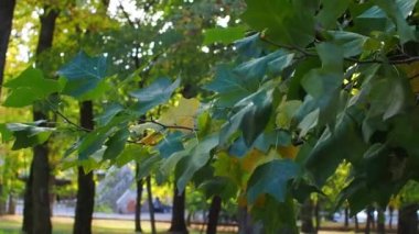 Lale ağacının dalları ve yeşil sarı yapraklar rüzgarda sallanıyor. Parkta sonbahar günü. Ağaçta yapraklar var, rüzgarda dalgalanıyor. Doğal arkaplan olarak sonbahar mevsiminde yeşilliğin canlı renkleri.