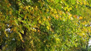 Tilia kordata ağacının dalları ve sarı yapraklar rüzgarda sallanıyor. Parkta sonbahar günü. Ağaçta yapraklar var, rüzgarda dalgalanıyor. Doğal arkaplan olarak sonbahar mevsiminde yeşilliğin canlı renkleri.