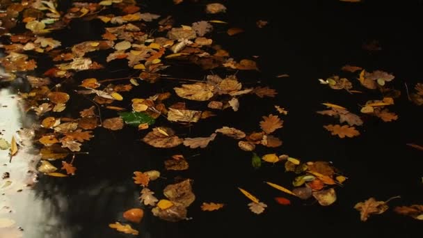Folhas Caídas Oscilam Lago Reflexos Água Folhas Outono Flutuam Superfície — Vídeo de Stock
