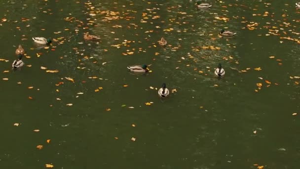 Los Patos Reman Juntos Estanque Una Bandada Aves Salvajes Nadando — Vídeos de Stock