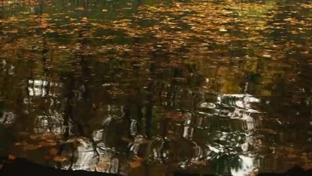 落叶在湖上摇曳 倒映在水面上 秋天的叶子漂浮在水面上 在池塘里航行的鲜亮的黄色树叶 精美的秋季视频背景 — 图库视频影像
