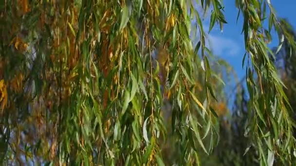 Die Zweige Von Weiden Und Grün Gelben Blättern Wiegen Sich — Stockvideo