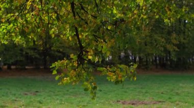 Tilia kordata ağacının dalları ve sarı yapraklar rüzgarda sallanıyor. Parkta sonbahar günü. Ağaçta yapraklar var, rüzgarda dalgalanıyor. Doğal arkaplan olarak sonbahar mevsiminde yeşilliğin canlı renkleri.