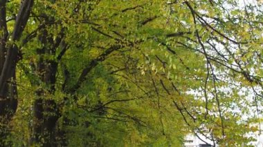 Hornbeam ağacının dalları ve rüzgarda sallanan yeşil sarı yapraklar. Parkta sonbahar günü. Ağaçta yapraklar var, rüzgarda dalgalanıyor. Doğal arkaplan olarak sonbahar mevsiminde yeşilliğin canlı renkleri