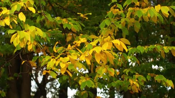 Větve Buku Zelené Žluté Listí Houpají Větru Podzimní Den Parku — Stock video