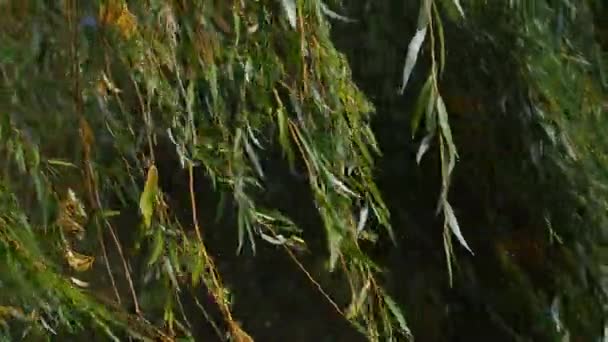 Söğüt Ağacı Dalları Yeşil Sarı Yapraklar Rüzgarda Sallanıyor Parkta Sonbahar — Stok video