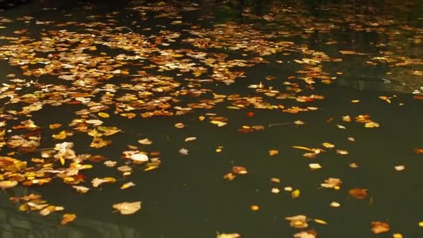 Padlé Listy Houpají Jezeře Odrazy Vodě Podzimní Listí Vznáší Hladině — Stock video