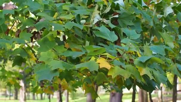 Κλαδιά Της Τουλίπας Και Πράσινα Κίτρινα Φύλλα Κυριαρχούν Στον Άνεμο — Αρχείο Βίντεο