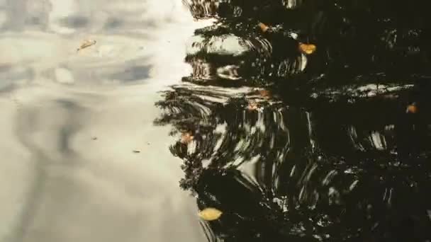 Les Feuilles Tombées Balancent Sur Lac Des Reflets Dans Eau — Video