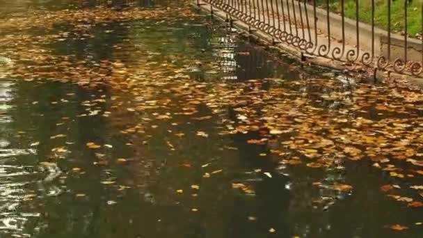 滝は湖に揺れ 水の中を映し出しています 紅葉は水面に浮いています 池の中を航行する明るい黄色い葉 ファイン秋のビデオ背景 — ストック動画