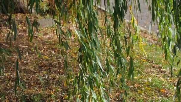 Větve Vrb Zelené Žluté Listí Houpají Větru Podzimní Den Parku — Stock video
