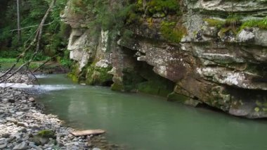 Yazın Karpatya dağlarında nehir ve yeşil ağaçlı kanyon manzarası. Ukrayna 'daki güzel kayalık kanyon. Seyahat, yürüyüş, macera. Nehir kozalaklı ağaçların arasından kanyonda akıyor..