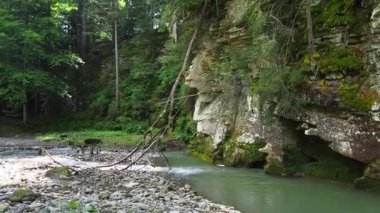Yazın Karpatya dağlarında nehir ve yeşil ağaçlı kanyon manzarası. Ukrayna 'daki güzel kayalık kanyon. Seyahat, yürüyüş, macera. Nehir kozalaklı ağaçların arasından kanyonda akıyor..