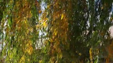 Söğüt ağacı dalları ve yeşil sarı yapraklar rüzgarda sallanıyor. Parkta sonbahar günü. Ağaçta yapraklar var, rüzgarda dalgalanıyor. Doğal arkaplan olarak sonbahar mevsiminde yeşilliğin canlı renkleri.
