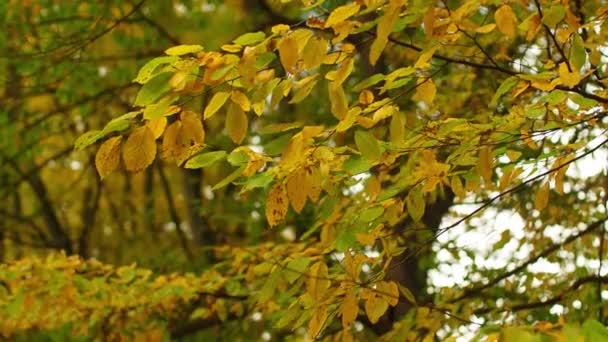 Hainbuchenzweige Und Grün Gelbe Blätter Wiegen Sich Wind Herbsttag Park — Stockvideo