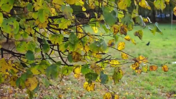 Gałęzie Drzewa Kordatowego Tilia Żółte Liście Kołyszą Się Wietrze Jesienny — Wideo stockowe