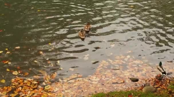 一緒に池にいるドック 秋の湖で泳ぐ野鳥の群れ 曇った天気 鳥は落ち葉で湖で休んでいる 野生のアヒルが池の水面を泳いでいる — ストック動画