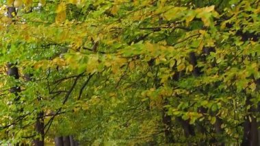 Hornbeam ağacının dalları ve rüzgarda sallanan yeşil sarı yapraklar. Parkta sonbahar günü. Ağaçta yapraklar var, rüzgarda dalgalanıyor. Doğal arkaplan olarak sonbahar mevsiminde yeşilliğin canlı renkleri