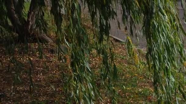 Fűzfa Ágai Zöld Sárga Levelek Ringatóznak Szélben Őszi Nap Parkban — Stock videók