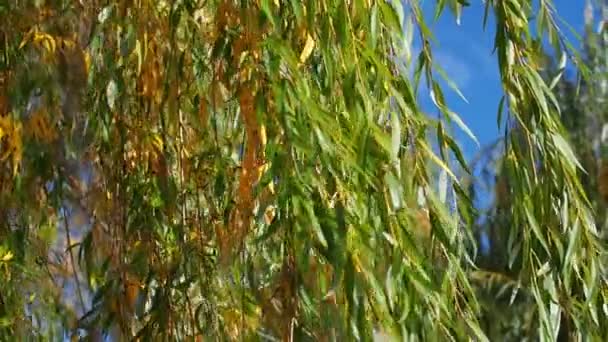 柳の木と緑の黄色の枝は風に揺れている 公園での秋の日 木に葉を残し 風に吹き飛ばされる 自然の背景として秋の季節の葉の鮮やかな色 — ストック動画