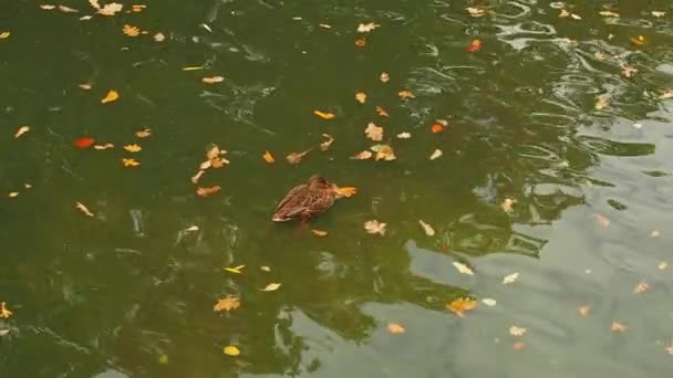 Ducks Waddle Pond Together Flock Wild Birds Swimming Autumn Lake — Stock Video