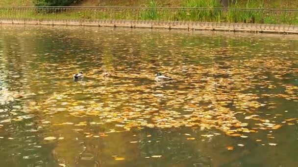 鸭子一起在池塘里摇摇晃晃的 一群野鸟在秋天的湖中游泳 多云的天气 鸟儿在湖上栖息着落叶 野鸭在池塘的水面上游泳 — 图库视频影像