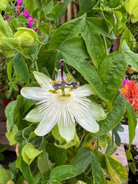 Passiflora edulis veya çarkıfelek meyvesi. Tutku Meyvesi Kabilesi veya Passifloraceae çiçekleri çiçek açıyor. Bahçedeki beyaz tutku çiçeğine yaklaş.