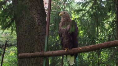 Bu çarpıcı görüntü, bereketli ormandaki bir dala tünemiş beyaz kuyruklu bir kartalı görkemli bir şekilde yakalar. Kartalların çarpıcı özellikleri ve doğal yaşam alanı büyüleyici bir yaban hayatı sahnesi yaratır..