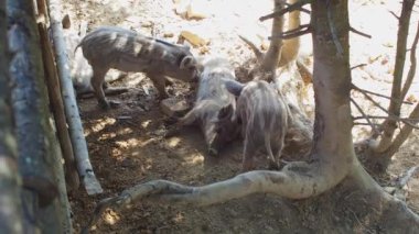 Bu sevimli küçük domuzcuklar güneşli bir çiftlikteki çimlere yuvarlanırken neşeli bir mücadeleye yakalandılar. Neşeli enerjileri ve masumiyetleri neşe dolu çiftlik hayatının özünü yakalar..