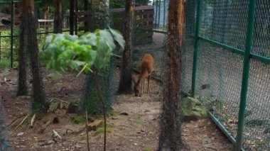 Bu video, hayvanat bahçesindeki kaplamasında, zarif özelliklerini ve dingin çevresini gösteren büyüleyici bir yumurta geyiği görüntüsü yakalamış. Vahşi yaşamın mükemmel bir şekilde korunması..