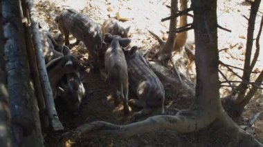 Bu sevimli küçük domuzcuklar güneşli bir çiftlikteki çimlere yuvarlanırken neşeli bir mücadeleye yakalandılar. Neşeli enerjileri ve masumiyetleri neşe dolu çiftlik hayatının özünü yakalar..
