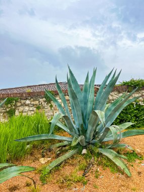 İtalya 'nın Brescia şatosunda kalın ve etli yapraklarını sergileyen bir agave bitkisinin yakın çekimi. Peyzaj tasarımı. Eşsiz ve çekici yaprak şekilleri olan süs bitkileri..