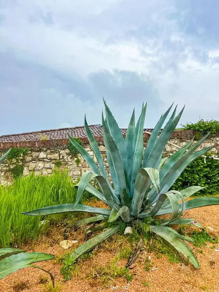 İtalya 'nın Brescia şatosunda kalın ve etli yapraklarını sergileyen bir agave bitkisinin yakın çekimi. Peyzaj tasarımı. Eşsiz ve çekici yaprak şekilleri olan süs bitkileri..
