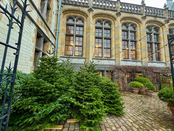 Gent 'te, gür yeşilliklerle çevrili canlı bir Noel ağacı ile süslenmiş pitoresk bir avlu. Bu büyüleyici sahne şehrin şenlikli ruhunu ve cazibesini yansıtıyor. Belçika