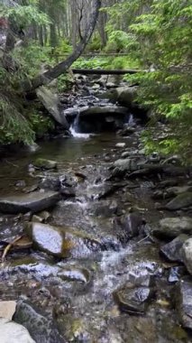 Küçük nehir taşlı vadisinden hızla ve canlı bir şekilde akıyor. Vahşi orman yolu boyunca nehre eşlik eder. Ormanın içinde küçük bir dere. Karpatlar, Ukrayna