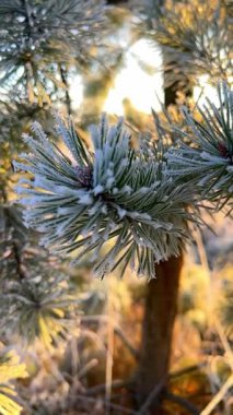 Donmuş ladin dalları, güneşli bir sabahta soğuk hava. Güneş ışığında sakin bir kış doğası. Sakin, dondurucu bir kış sahnesi. Kış Harikalar Diyarı. Şaşırtıcı doğa geçmişi