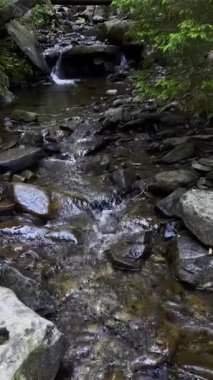 Küçük nehir taşlı vadisinden hızla ve canlı bir şekilde akıyor. Vahşi orman yolu boyunca nehre eşlik eder. Ormanın içinde küçük bir dere. Karpatlar, Ukrayna