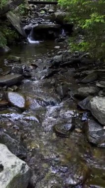 Küçük nehir taşlı vadisinden hızla ve canlı bir şekilde akıyor. Vahşi orman yolu boyunca nehre eşlik eder. Ormanın içinde küçük bir dere. Karpatlar, Ukrayna