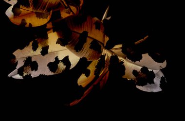 Soyut grunge arkaplan olarak eski doku. Soyut ve zarif desenli, güzel ipek eşarp desenli desen tasarımı. Aksesuarlar için dizayn başörtüsü, fular, bandana, kumaş, moda, şal, duvar kağıdı.