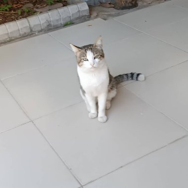 Hayatın, doğanın, binaların, sade manzaranın fotoğrafları.