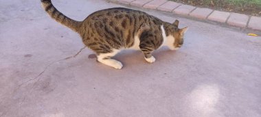 Kültürel turizm, doğa hayatı ve farklı kültürler, eski tarihi yapılar