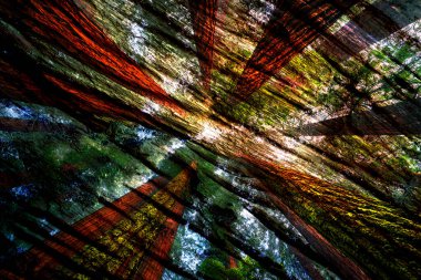 baskı tasarımları, renkli tasarımlar, tekstil kumaş baskıları